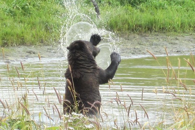 Wildlife and Glaciers with a walk in the Rainforest - Guide Style Makes a Big Difference