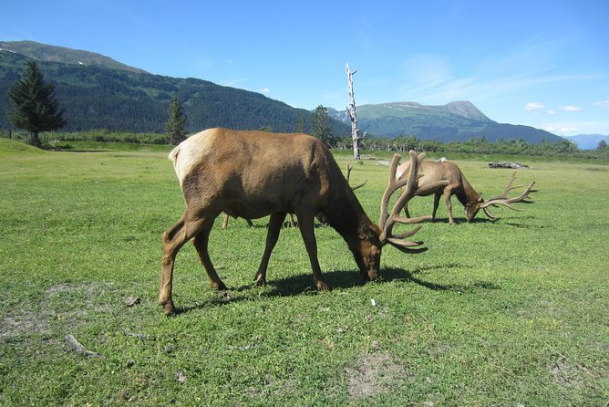 Wildlife and Glaciers with a walk in the Rainforest - Price and Value: What You’re Really Paying For at $149