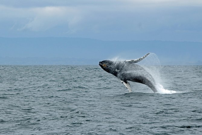Wildlife Viewing, Sightseeing and Whale Watching Quest - Meeting at Ketchikan Visitors Bureau, and why timing and docking matter