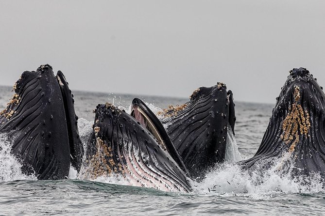 Wildlife Viewing, Sightseeing and Whale Watching Quest - Thomas Basin to Revillagigedo Island, where you start spotting birds and the coast tells stories