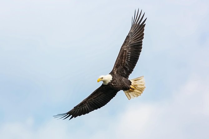 Wildlife Viewing, Sightseeing and Whale Watching Quest - Metlakatla for active eagle moments, then Walden Rocks for seals