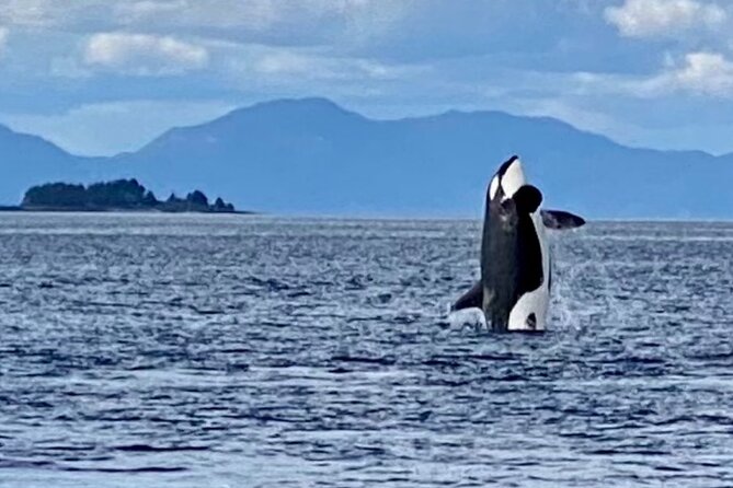 Wildlife Viewing, Sightseeing and Whale Watching Quest - Who should book this whale and wildlife quest, and who might want a different option