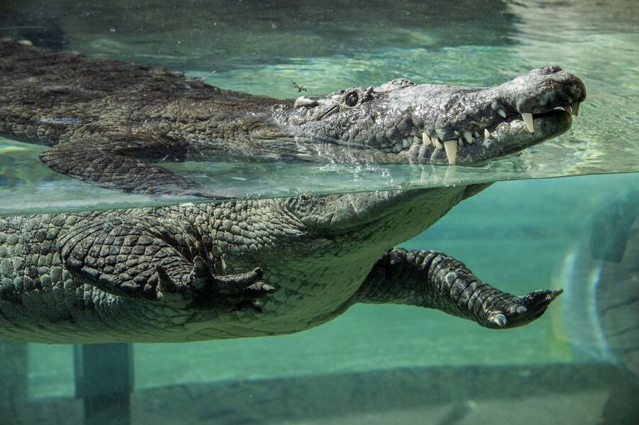 Zoo Miami: General Admission Ticket - Florida: Mission Everglades for Alligators, Crocs, and a Bald Eagle