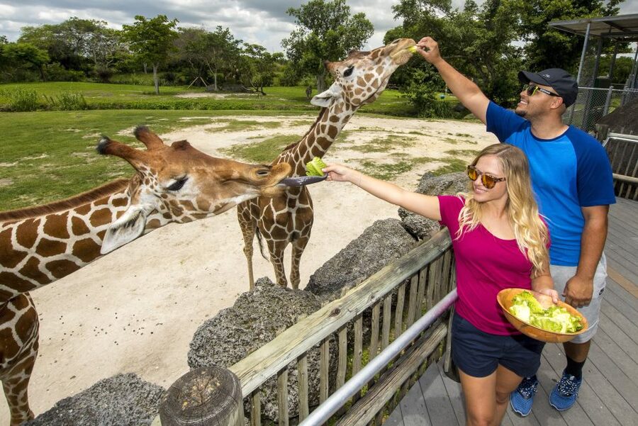 Zoo Miami: General Admission Ticket - Wings of Asia Aviary: The Free-Flying Bird Portion of Your Day